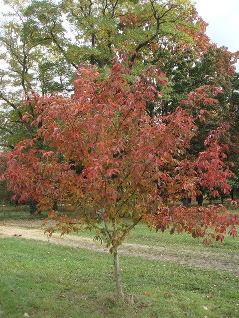 Aesculus x neglecta automne